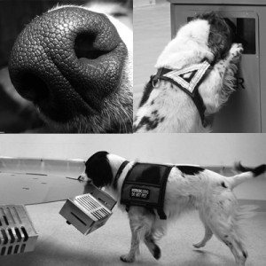 Detection Dogs