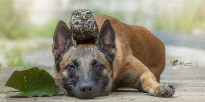 Dog and Owl 2