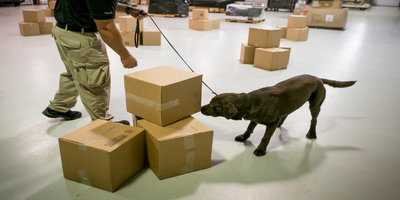 Explosive Detection Dogs