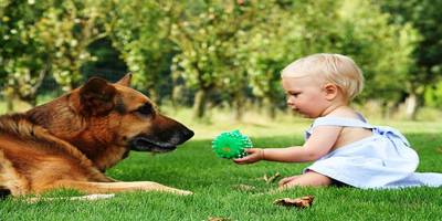 dogs and babies