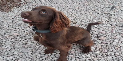 MEET MOLLY - AN EXPLOSIVES DETECTION DOG FOR SALE 1