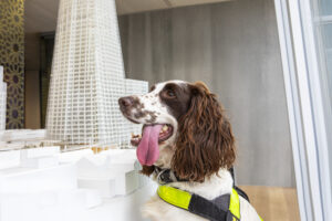 NCTAS-P: Raising Standards in Canine Security 1